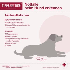 Notfälle bei Hunden erkennen