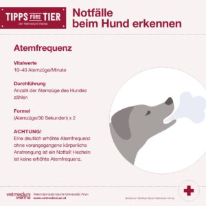 Notfälle bei Hunden erkennen