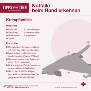 Notfälle bei Hunden erkennen