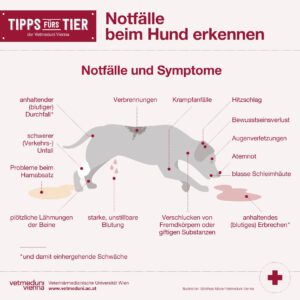 Notfälle bei Hunden erkennen