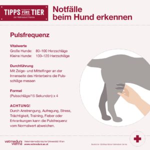 Notfälle bei Hunden erkennen