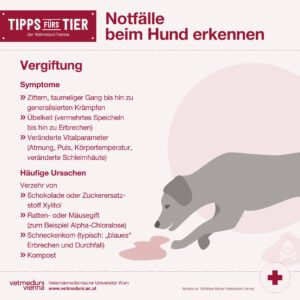 Notfälle bei Hunden erkennen