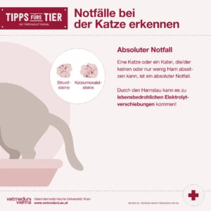 Notfalle bei Katzen erkennen