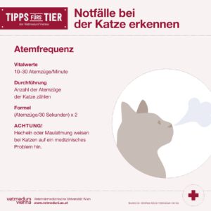 Notfalle bei Katzen erkennen