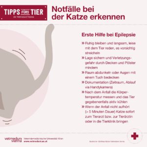 Notfalle bei Katzen erkennen