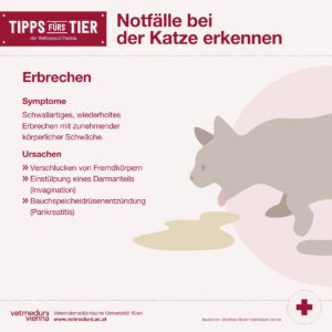 Notfalle bei Katzen erkennen