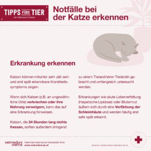 Notfalle bei Katzen erkennen