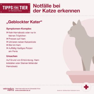 Notfalle bei Katzen erkennen