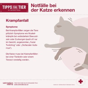 Notfalle bei Katzen erkennen