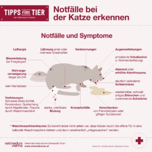 Notfalle bei Katzen erkennen