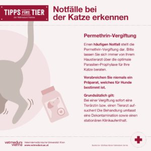 Notfalle bei Katzen erkennen