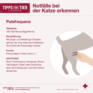 Notfalle bei Katzen erkennen