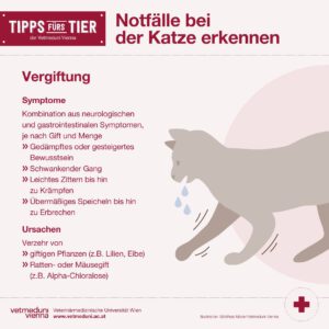 Notfalle bei Katzen erkennen